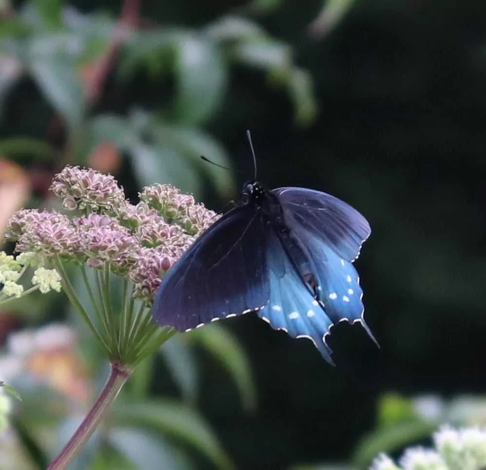 asheville botanical gardens