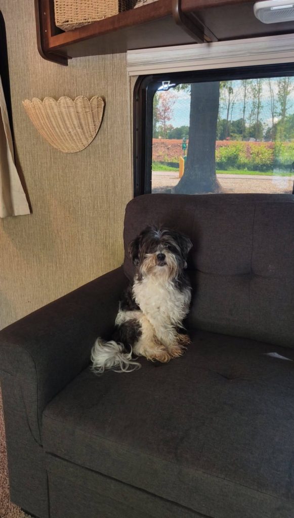 rv life with dogs